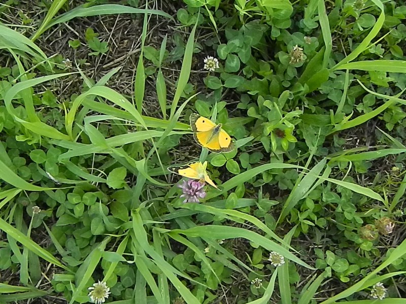 Colias crocea e uova